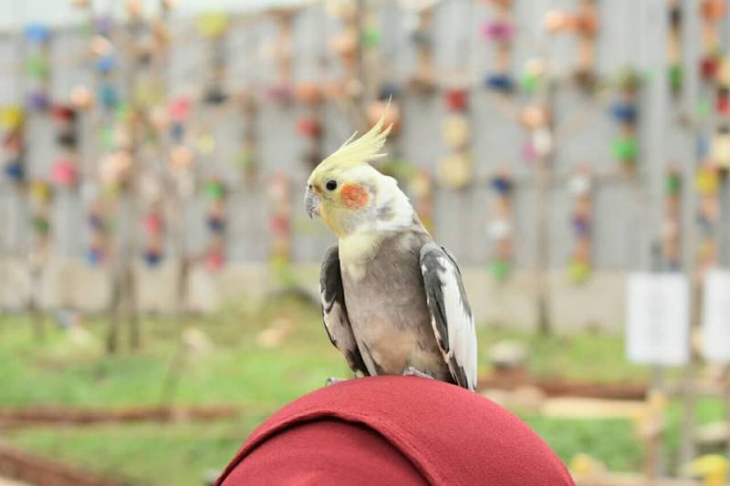 Bird Park Palembang. Foto by @udafajar