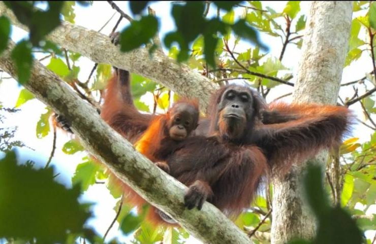 Orangutan di Bukit Lawang Foto By Orangutan Experience