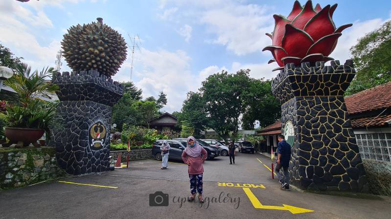 Kebun Durian Warso Farm
